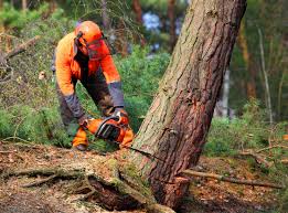 Best Grass Overseeding  in Nth Plains, OR