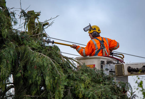 Best Tree Disease Treatment  in Nth Plains, OR