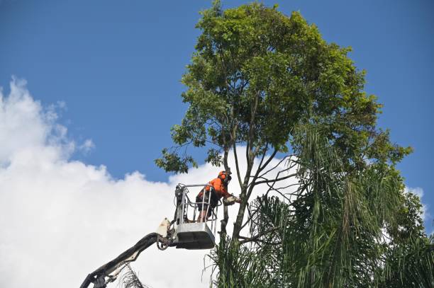 Best Commercial Tree Services  in Nth Plains, OR